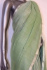 Exclusive Designer Silk Chiffon Saree